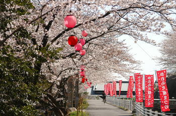 川の堤防沿いの桜並木です。
桜祭りを開催中でのぼりが多すぎました。