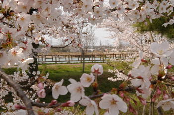 桜のあいだから見た石垣池