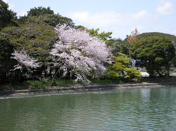 宮池　町内の神社の池です