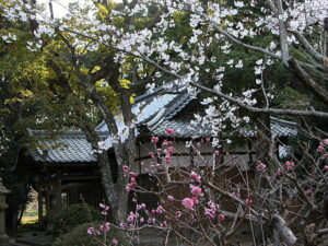 拝殿と桜
