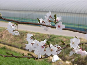 稲の育苗ハウスの手前の桜