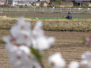 畦の手入れをしている農家と桜