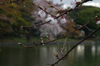 雨にぬれた桜　７分咲き