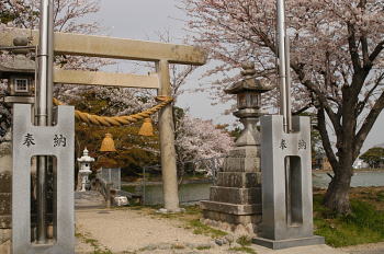 町内の阿自賀神社の桜